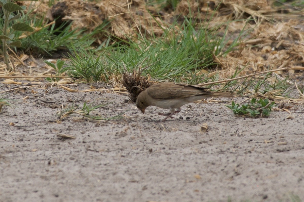 Yellow-throated Bush Sparrow - ML126247611