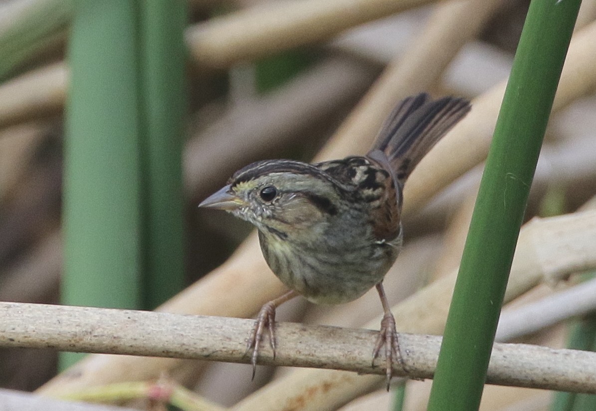 Swamp Sparrow - mitchell HARRIS