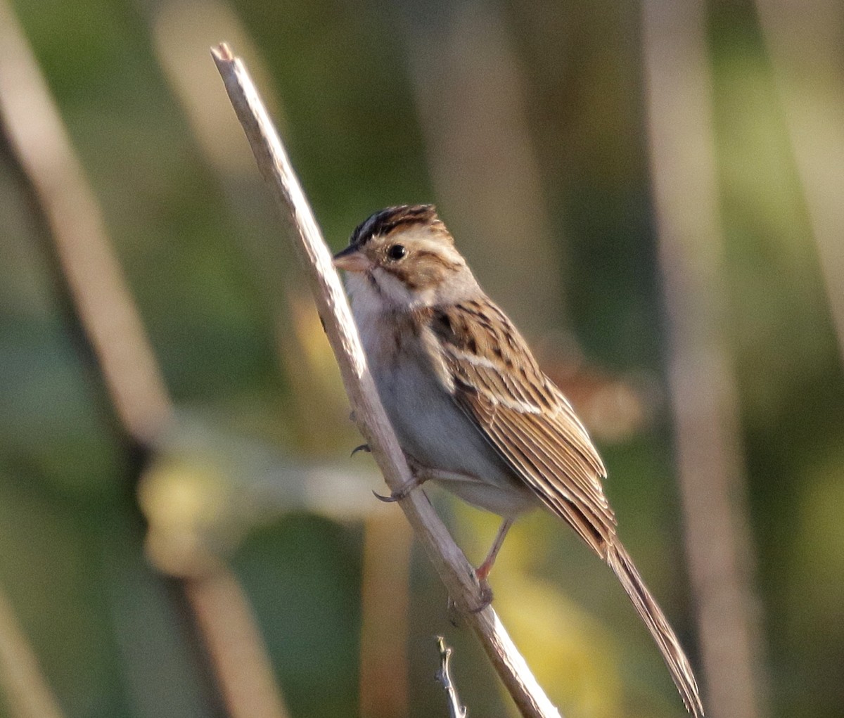 Clay-colored Sparrow - mitchell HARRIS