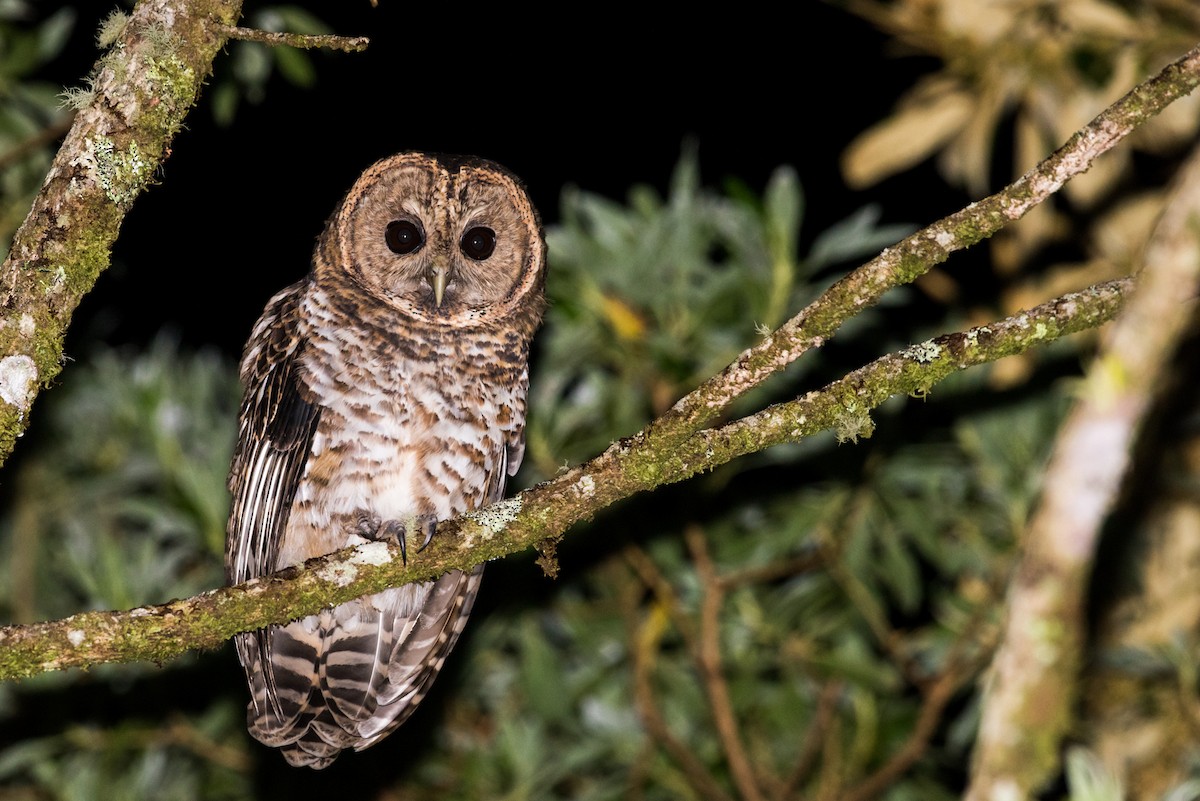 Rusty-barred Owl - Claudia Brasileiro