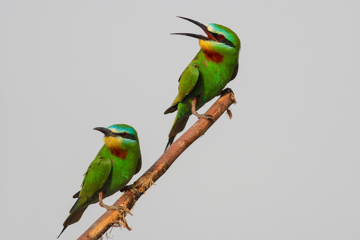 Blue-cheeked Bee-eater - ML126253471