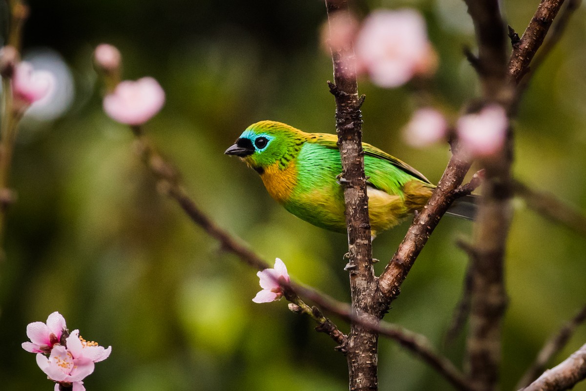 Brassy-breasted Tanager - ML126253621