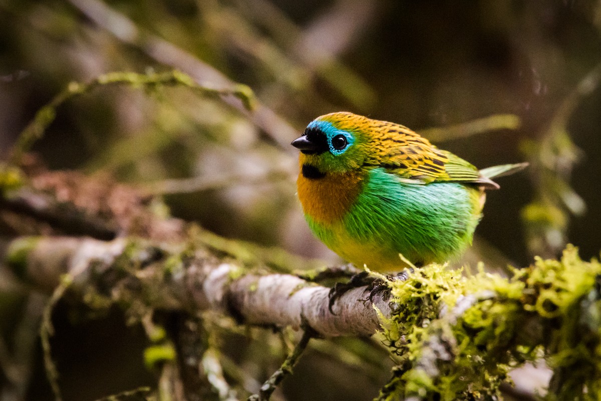 Brassy-breasted Tanager - ML126253681