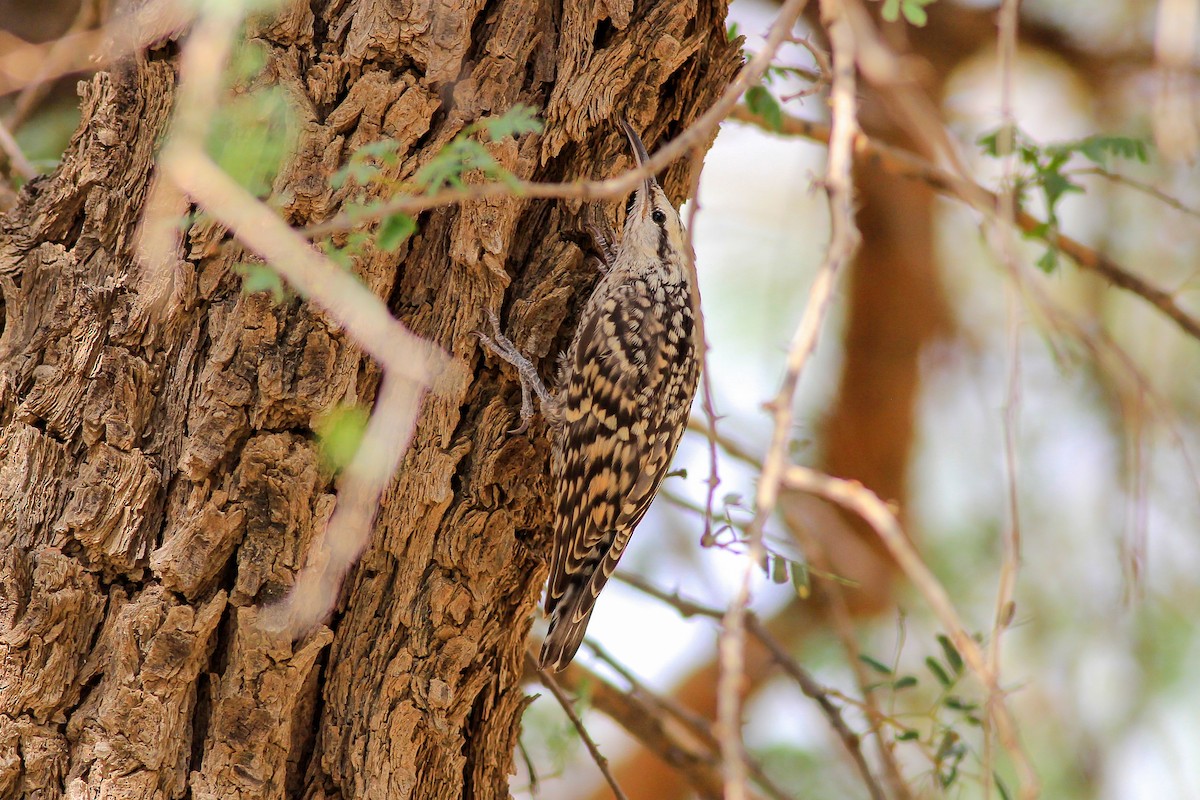 Indian Spotted Creeper - ML126253841