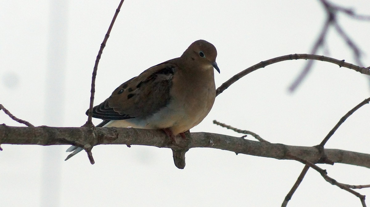 Mourning Dove - shawn chapman