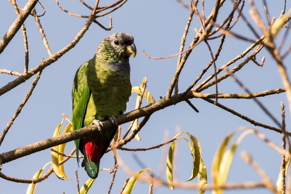Scaly-headed Parrot - Claudia Brasileiro