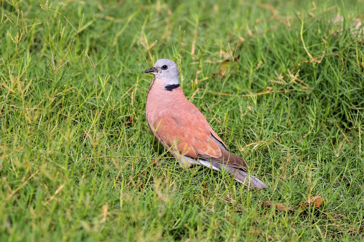 Red Collared-Dove - ML126255411