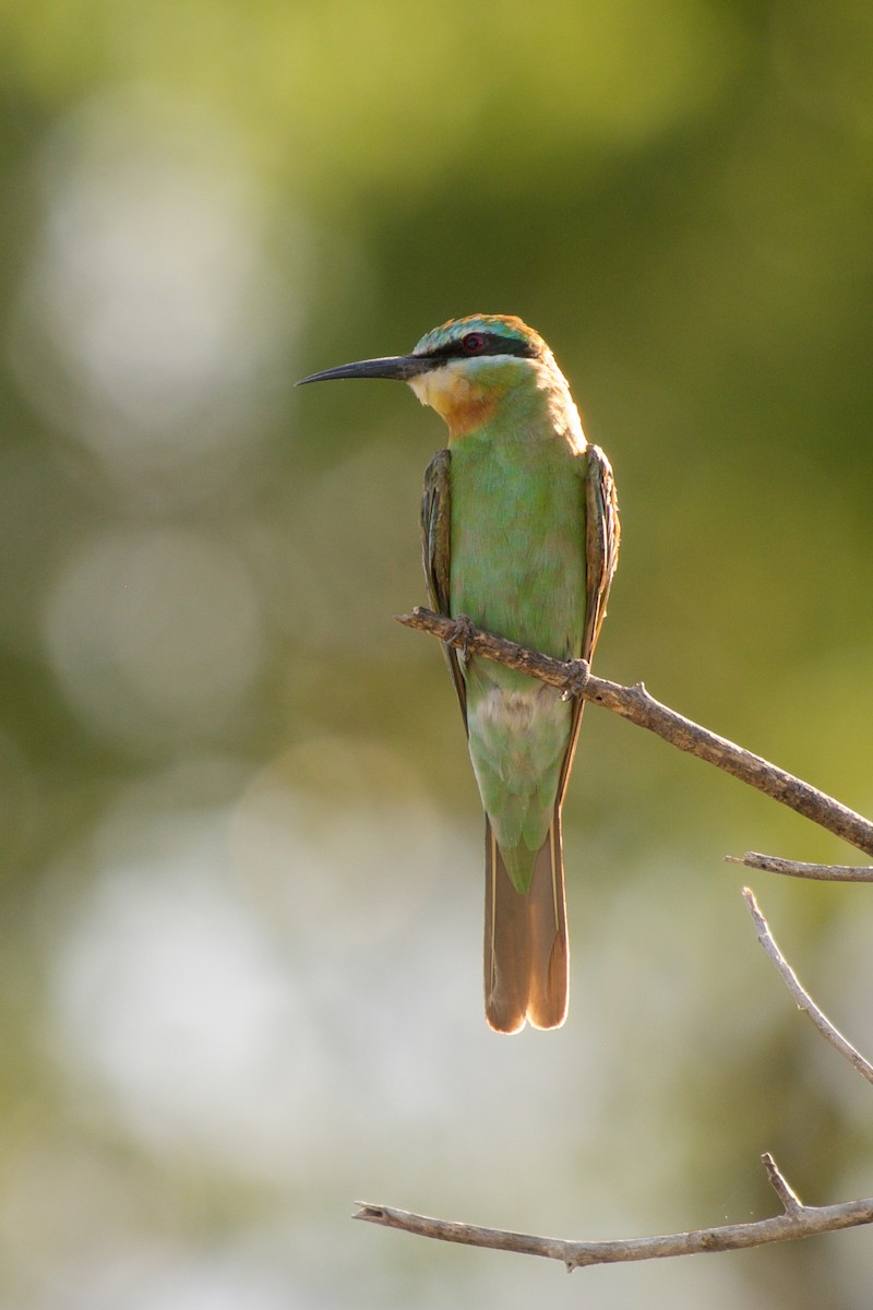 Blue-cheeked Bee-eater - ML126256041
