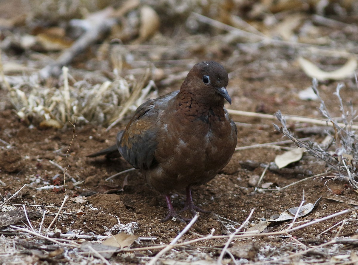 Laughing Dove - ML126256731