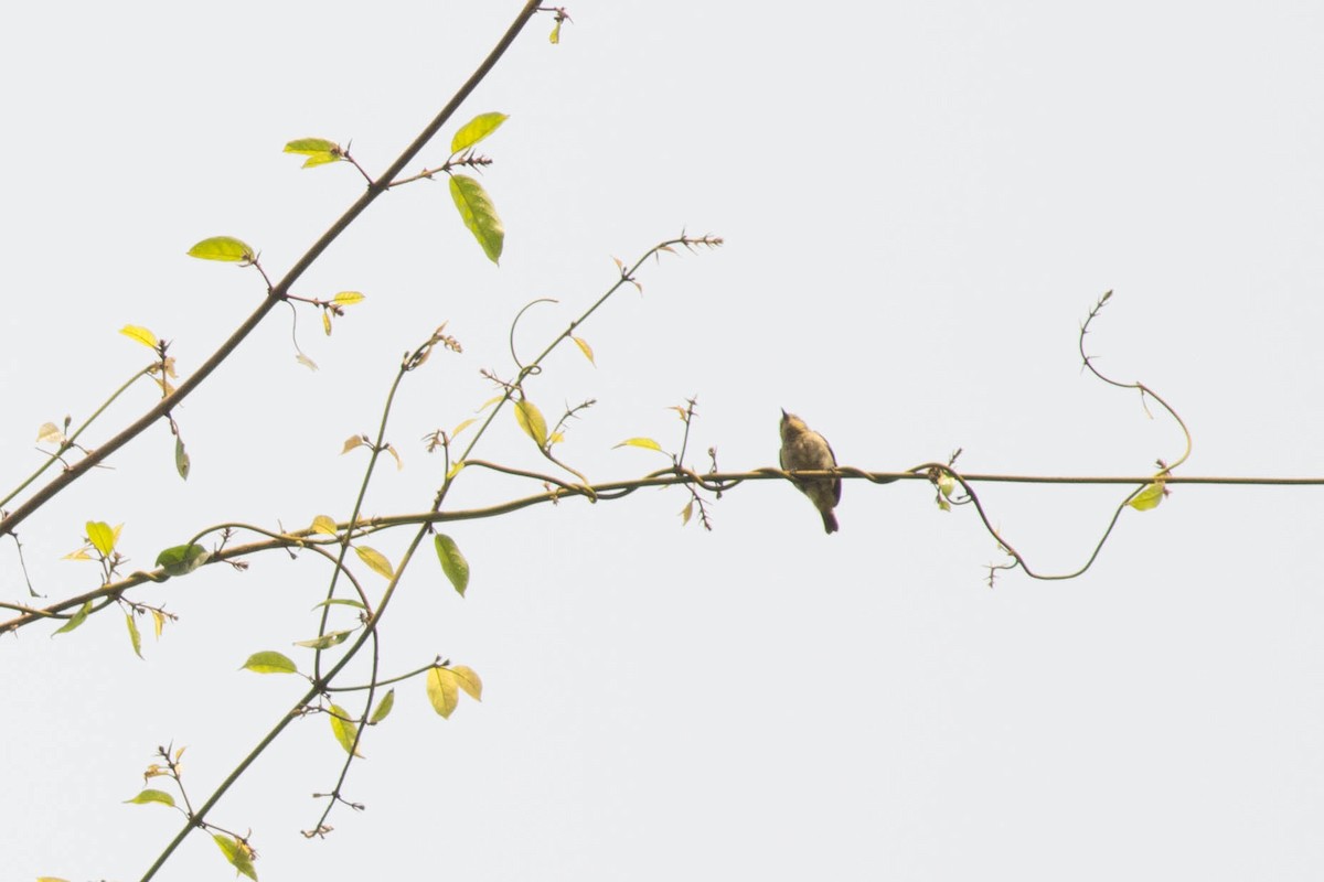 Forest Penduline-Tit - Andreas Boe