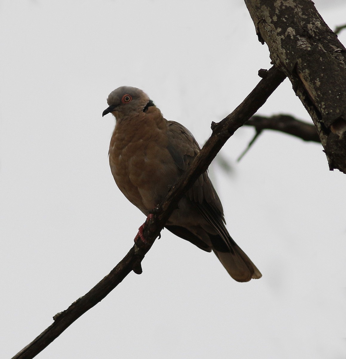 Mourning Collared-Dove - ML126258081