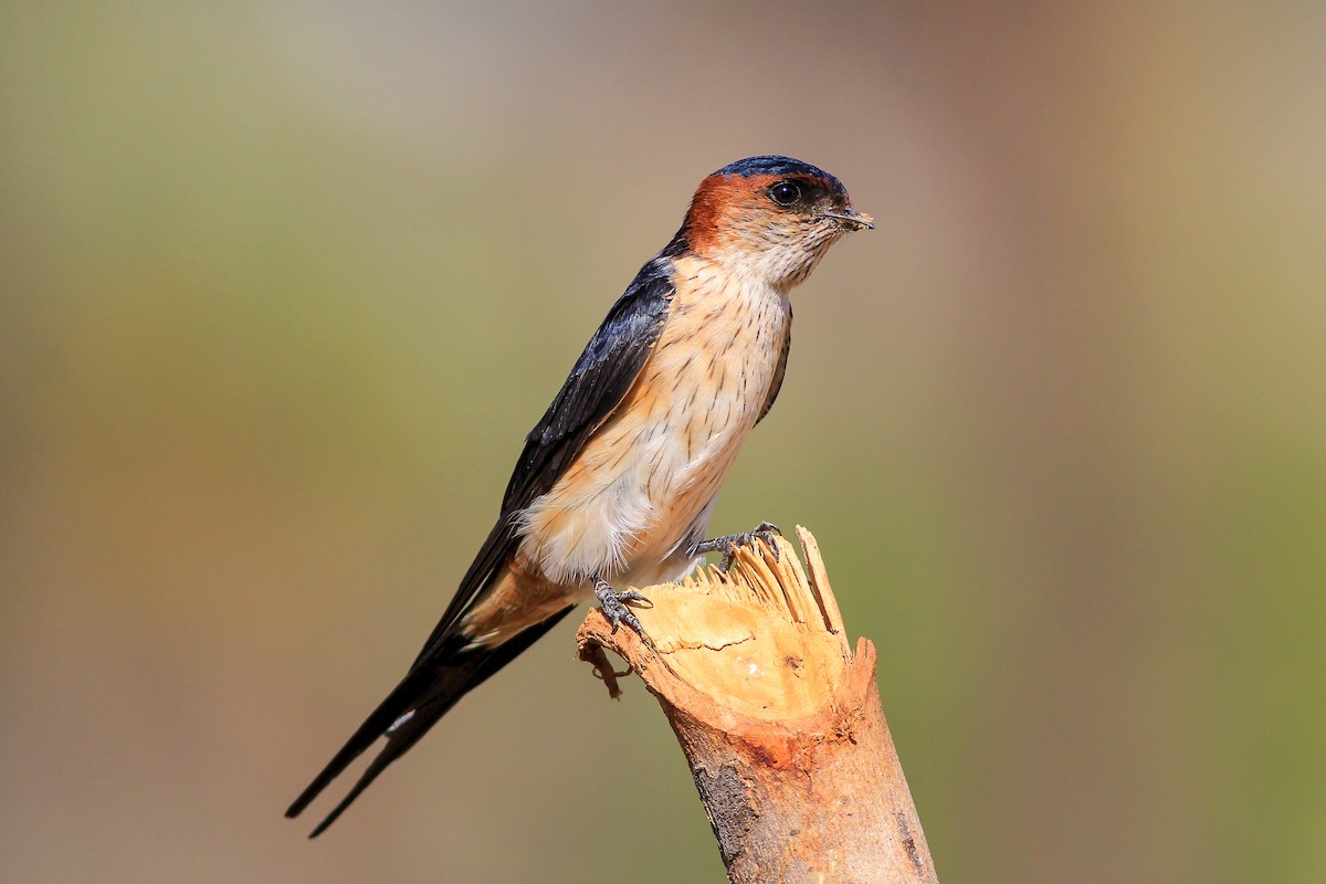 Red-rumped Swallow - ML126259391