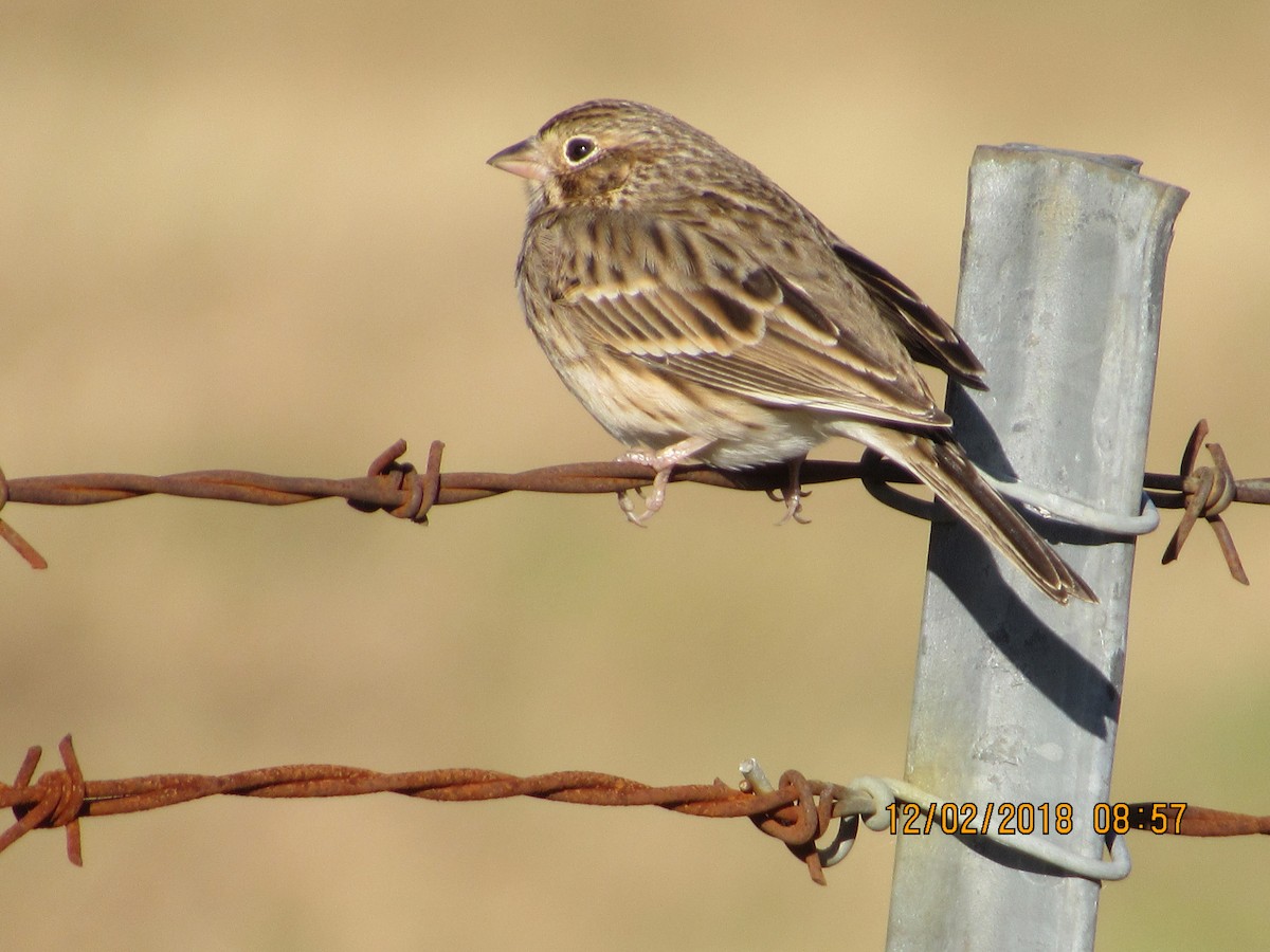 Vesper Sparrow - John Dillon