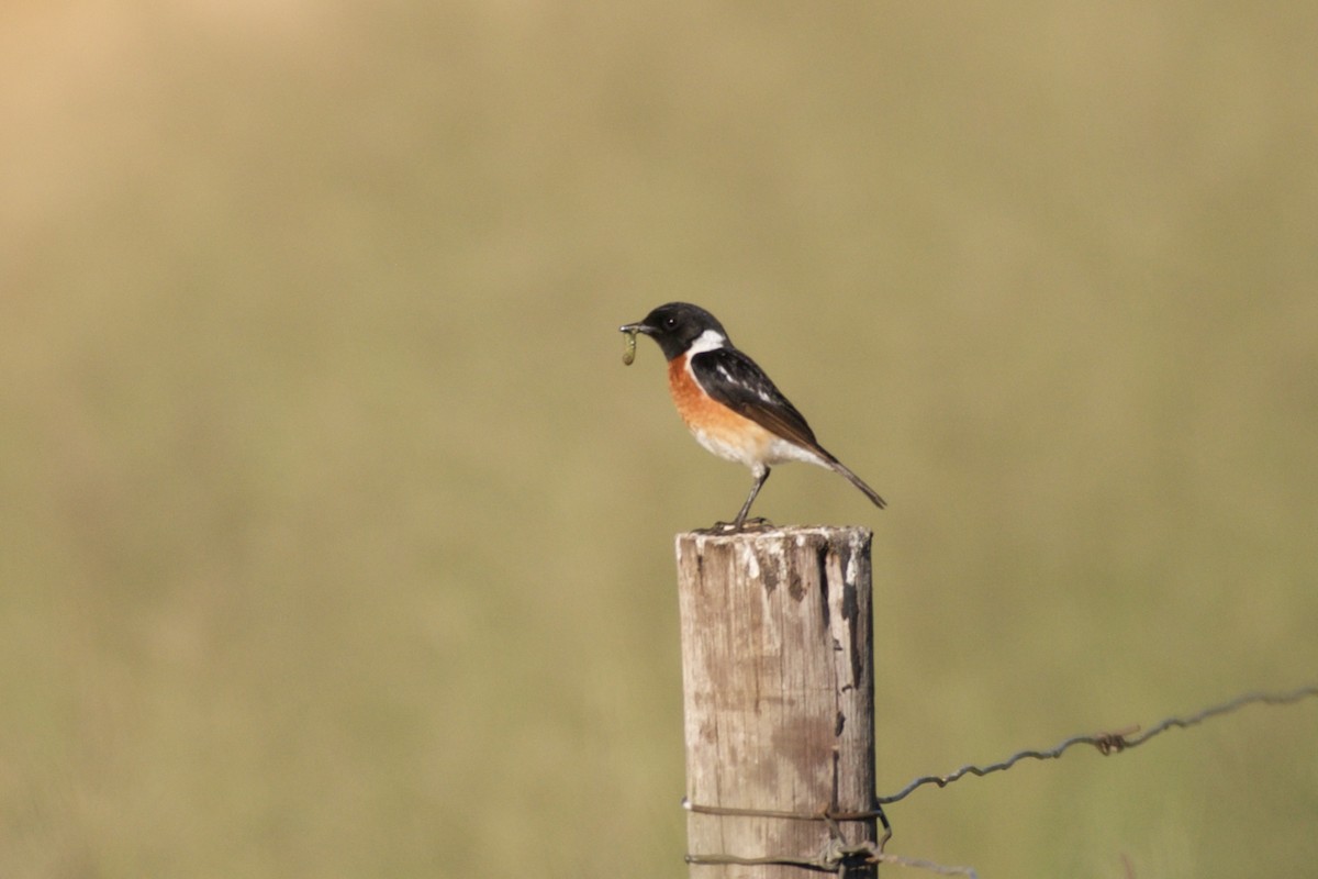African Stonechat - ML126260751