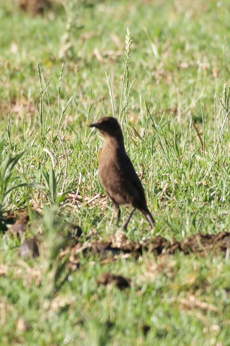 Southern Anteater-Chat - ML126260851
