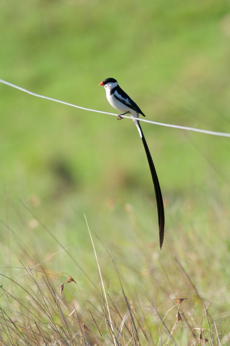 Pin-tailed Whydah - ML126261491