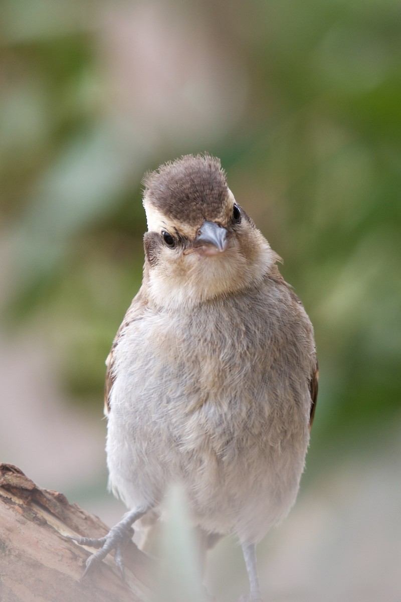Yellow-throated Bush Sparrow - ML126265061