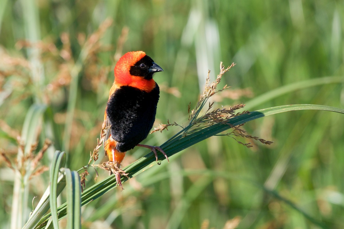 Southern Red Bishop - Christian  Nunes