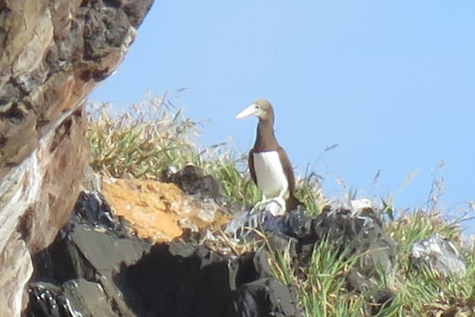 Brown Booby - ML126267611