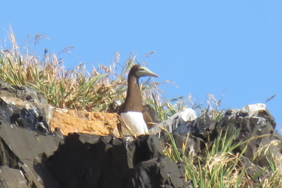 Brown Booby - ML126267641
