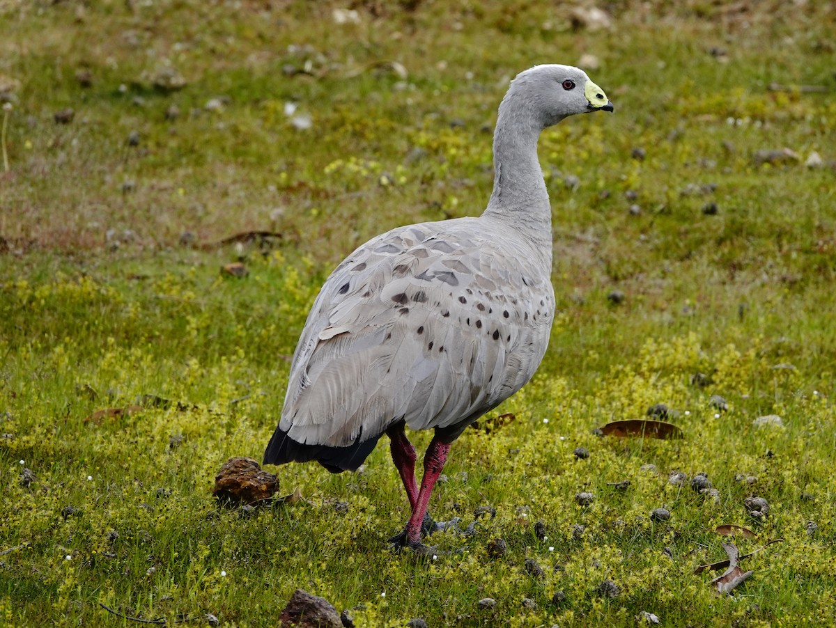 Cape Barren Goose - William Proebsting