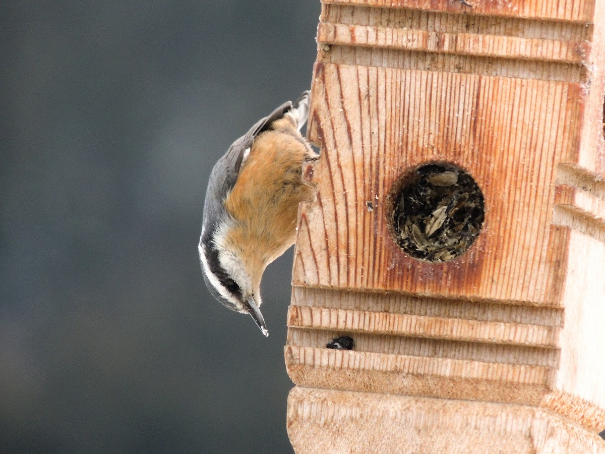 Red-breasted Nuthatch - Jules-Alex Banville