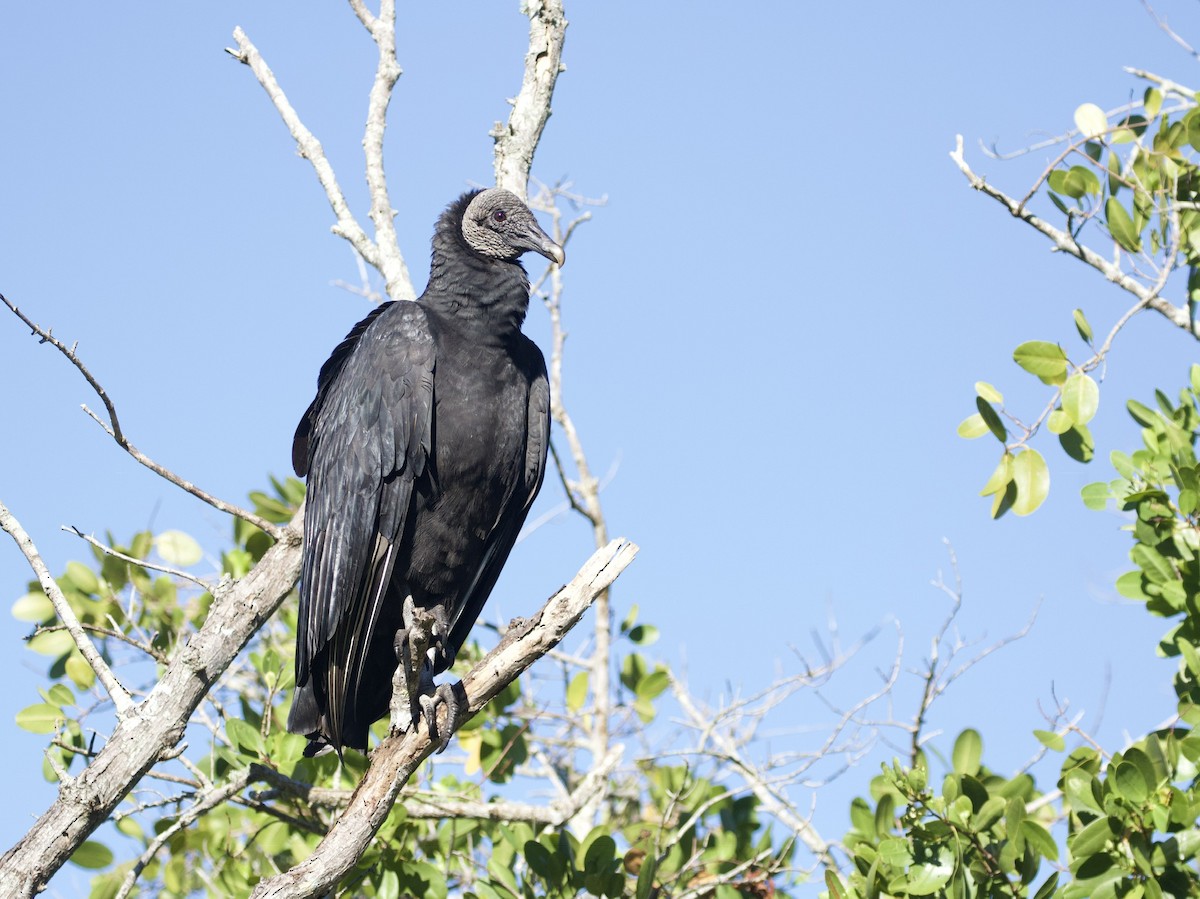 Black Vulture - John P Richardson