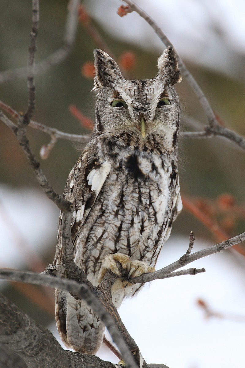 Eastern Screech-Owl - Denis Tétreault