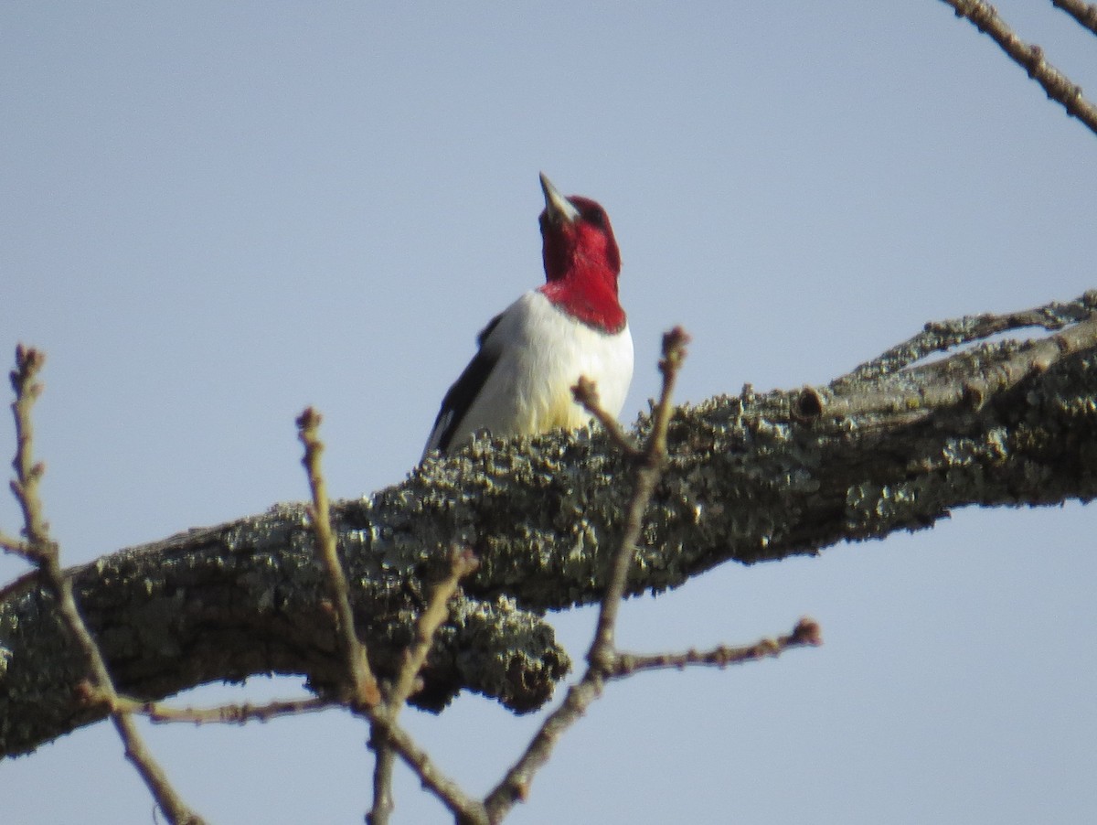 Red-headed Woodpecker - Greg Swick