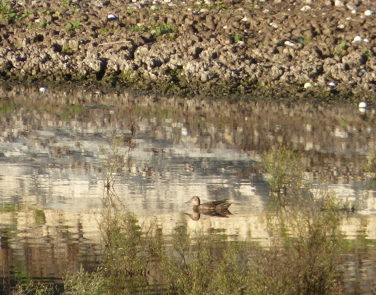 Green-winged Teal - ML126276431