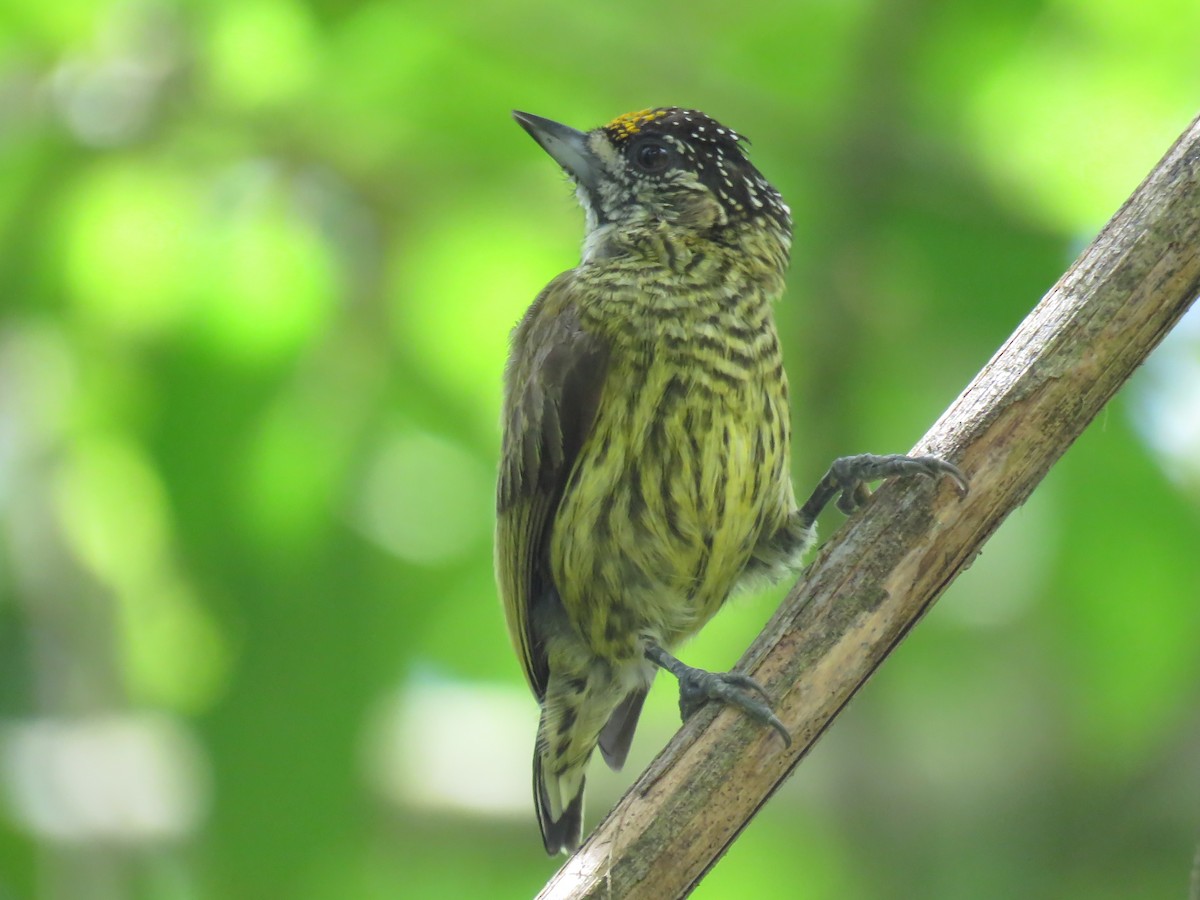 Bar-breasted Piculet - ML126277411