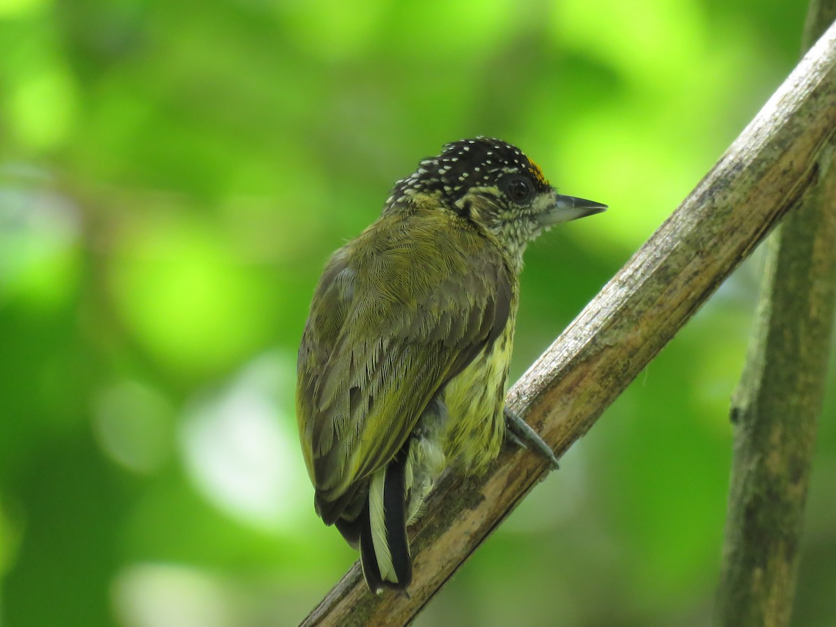 Bar-breasted Piculet - ML126277421
