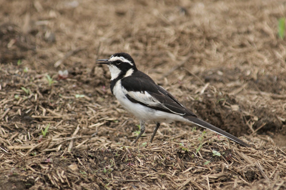 African Pied Wagtail - ML126282271
