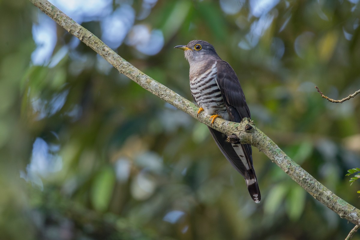 Indian Cuckoo - Adrian Silas Tay