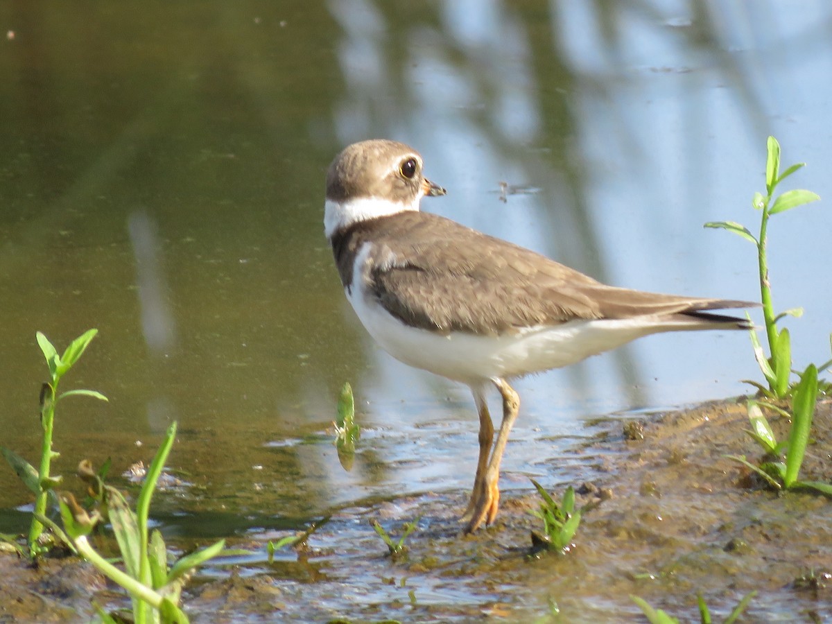 Semipalmated Plover - ML126285891