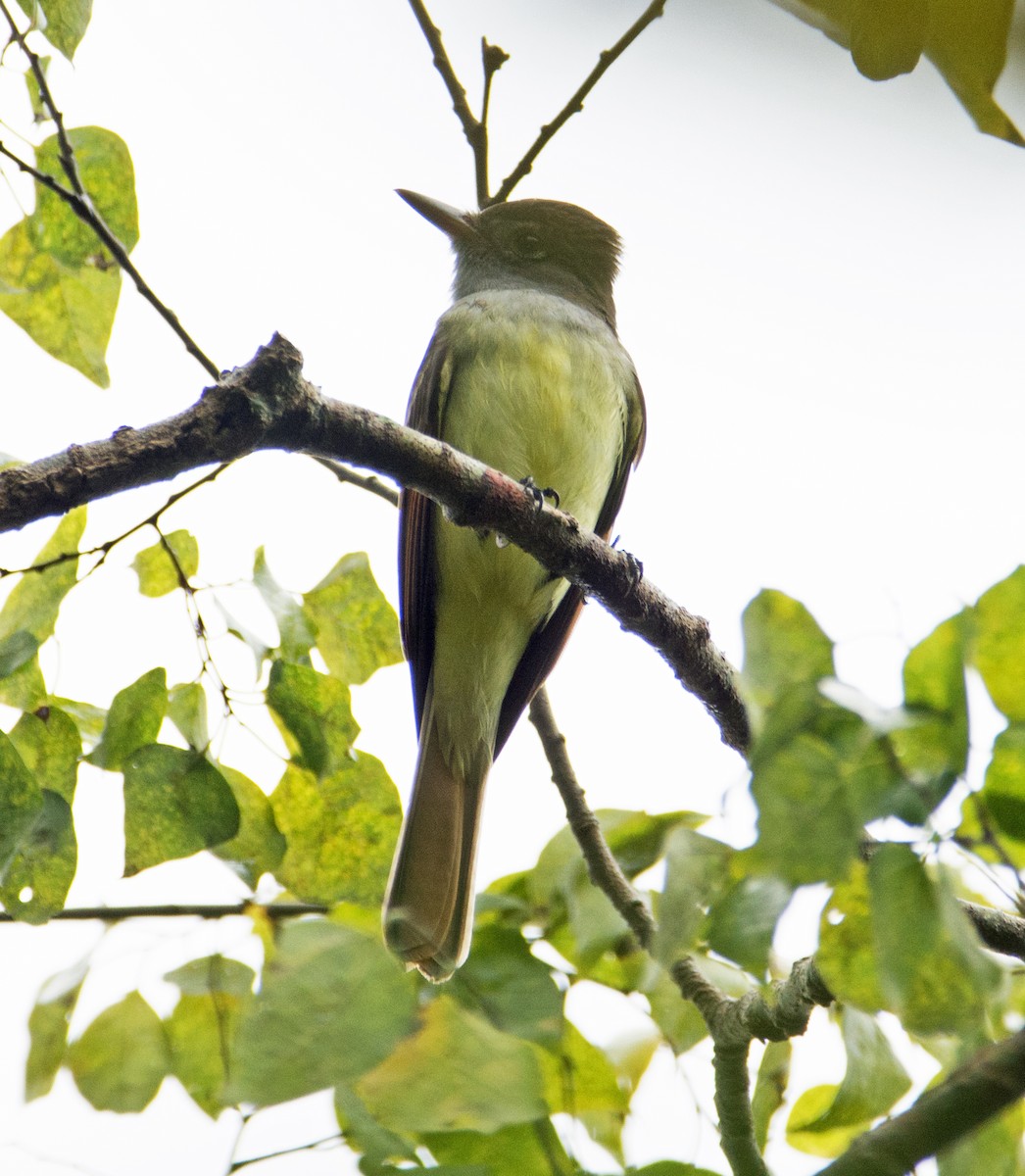 Great Crested Flycatcher - ML126288891