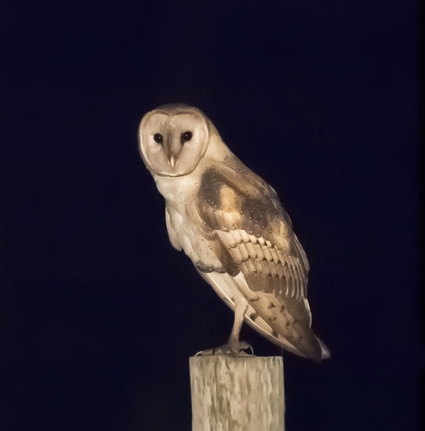 Barn Owl - Felipe Pimentel