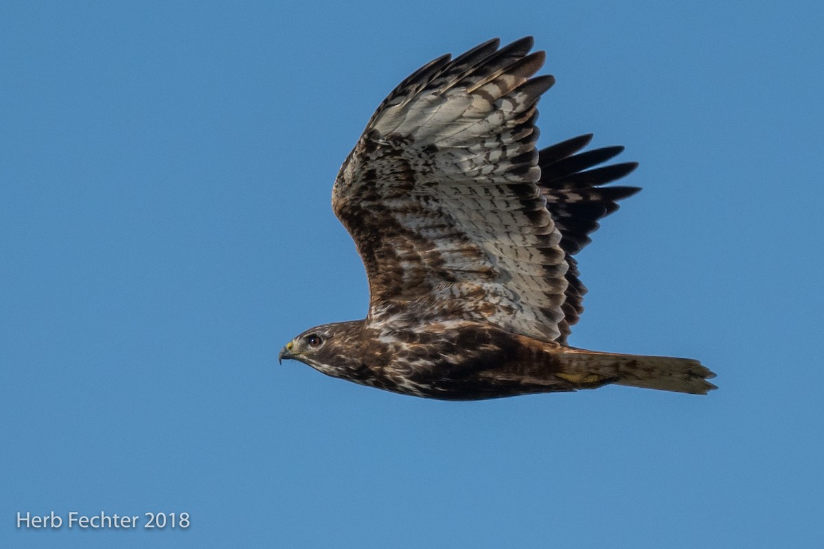 Red-tailed Hawk - ML126291041