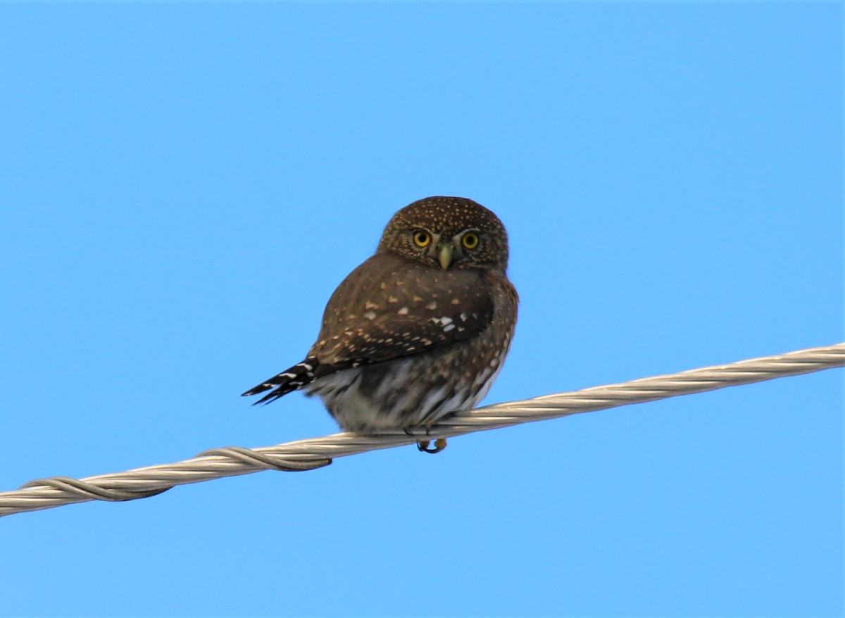 Northern Pygmy-Owl - Steve Stump