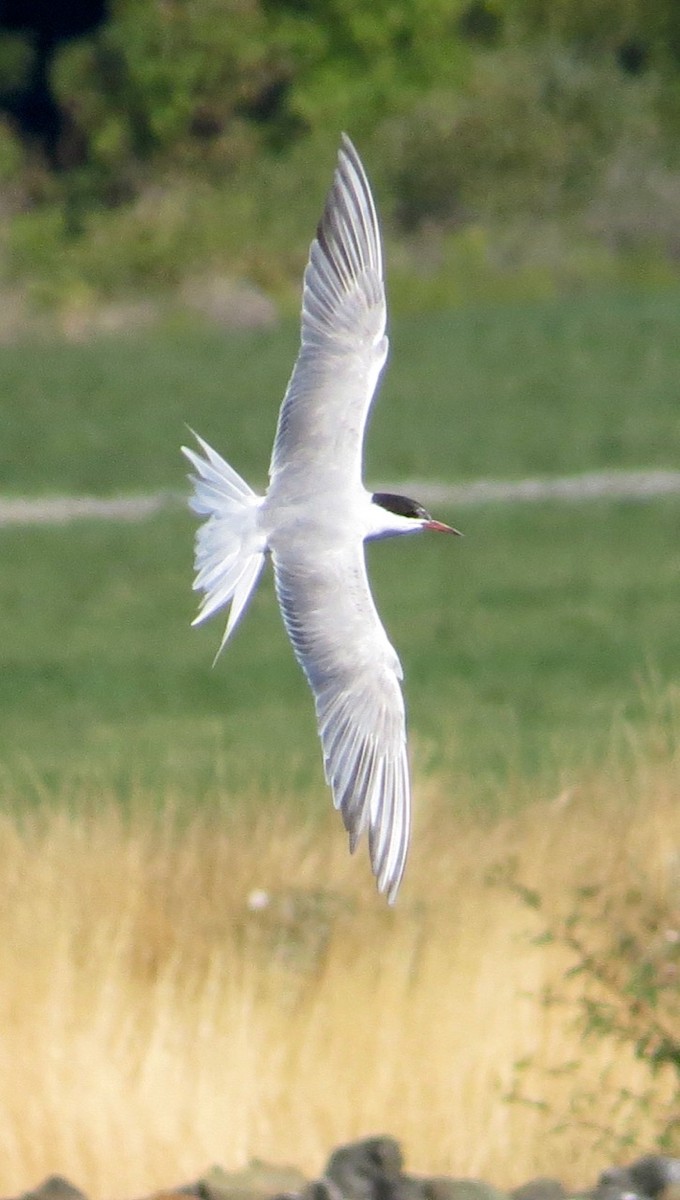 Common Tern - Isaac  Denzer