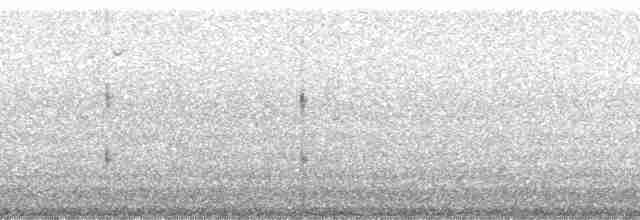 Karaca Sinklot (maculirostris) - ML126294