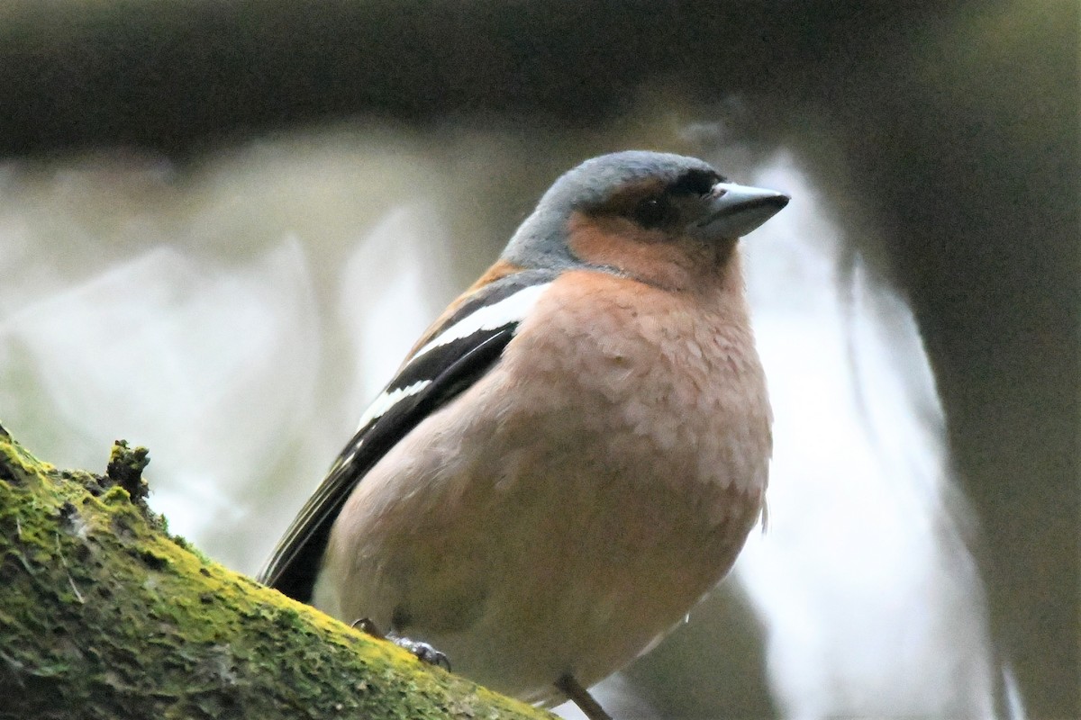 Common Chaffinch - Cathryn Dippo