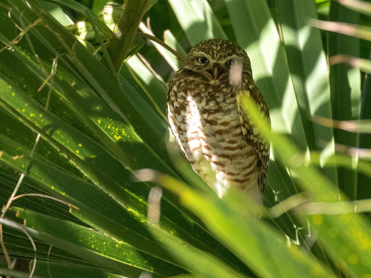 Burrowing Owl - Bruce Aird