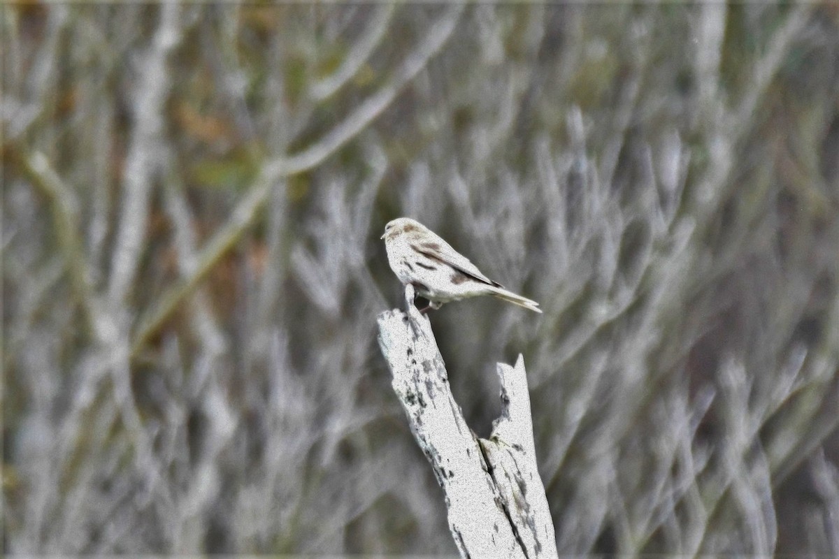 New Zealand Pipit - Cathryn Dippo