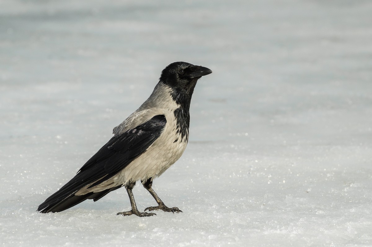 Hooded Crow - Anonymous