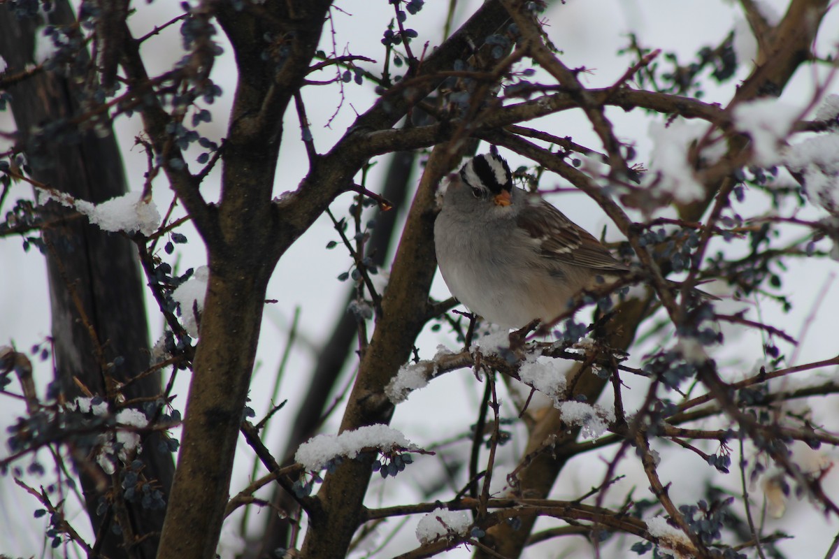 White-crowned Sparrow - ML126298261