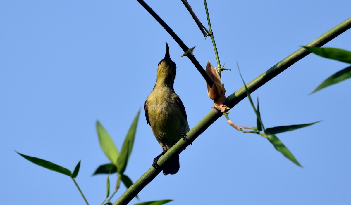 Loten's Sunbird - mathew thekkethala