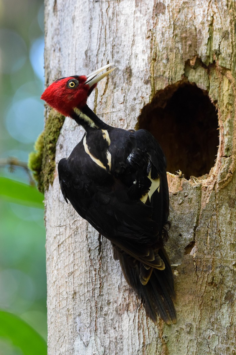 Pale-billed Woodpecker - Matt Longabaugh