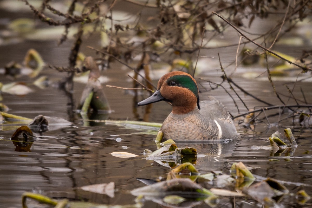 Green-winged Teal - Robin Smith
