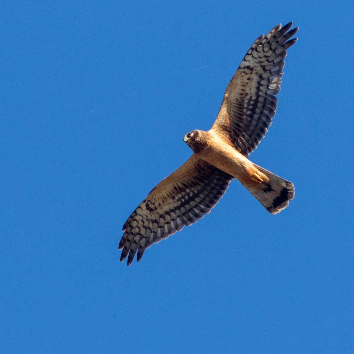 Northern Harrier - Skip Cantrell